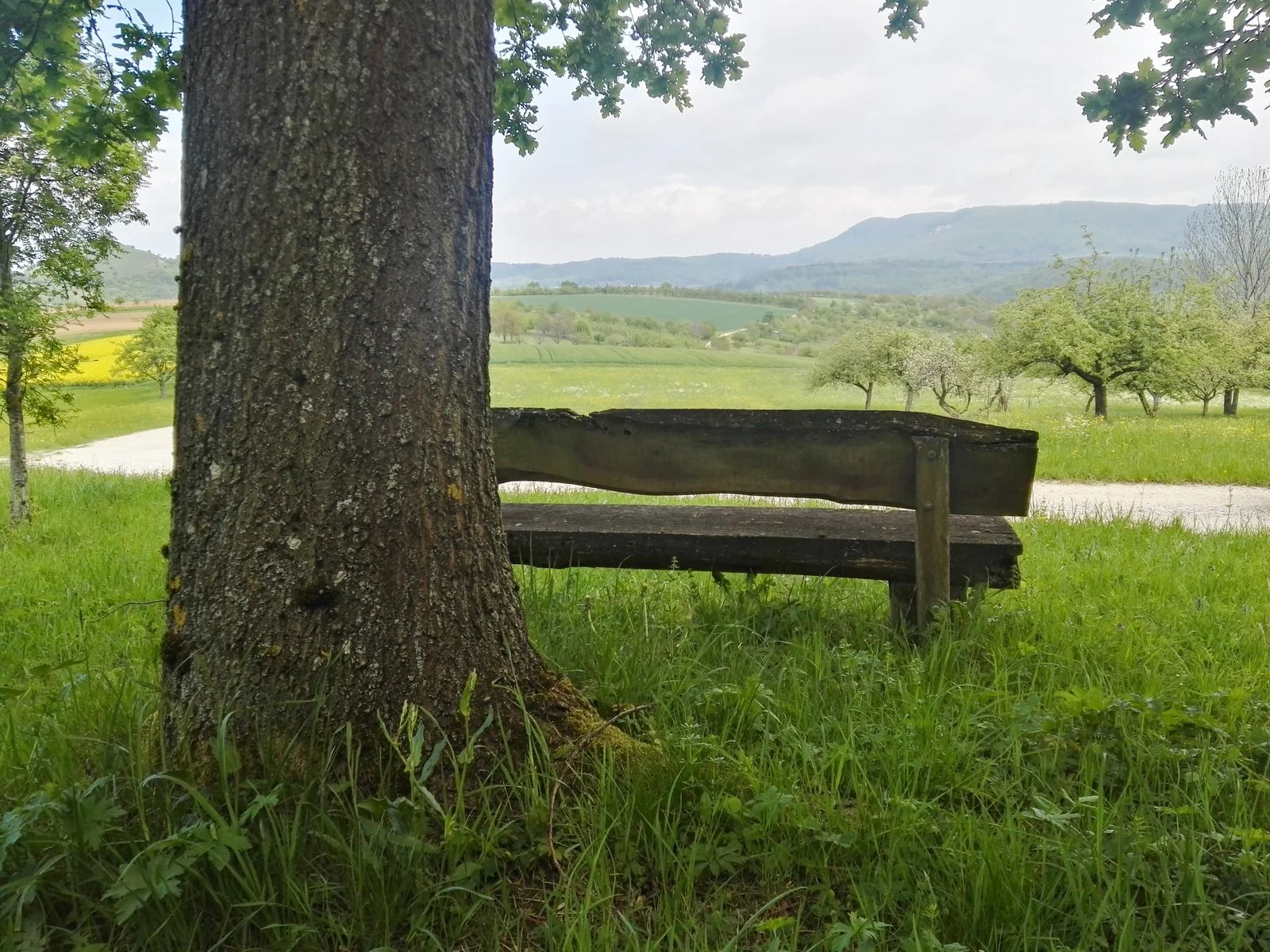 Bank unter einem Baum auf der Schwäbischen Alb
